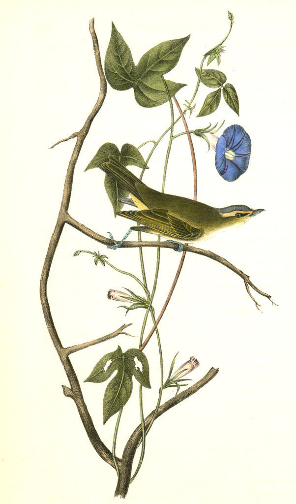 Detail of Bartram's Vireo, or Greenlet. Male. (Ipomea) by John James Audubon