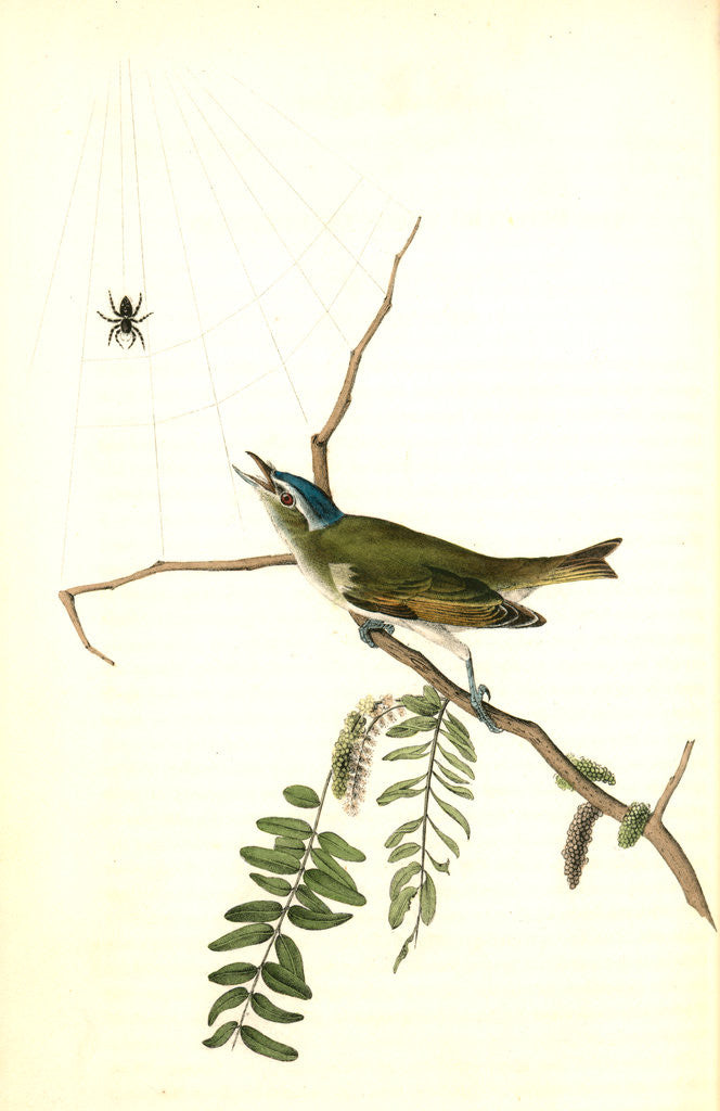 Detail of Red-eyed Vireo, or Greenlet. Male. (Honey-locust) by John James Audubon