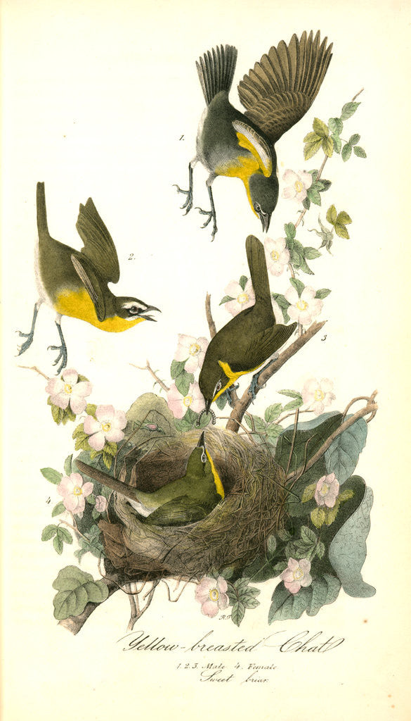 Detail of Yellow-breasted Chat by John James Audubon