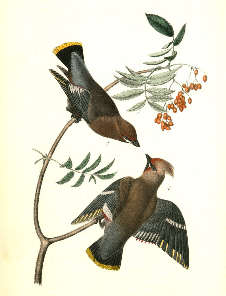 Detail of Black-throated Wax-wing, or Bohemian Chatterer by John James Audubon