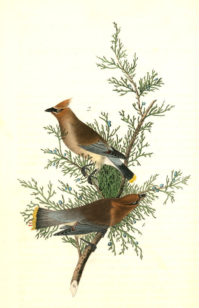 Detail of Cedar bird, or Cedar Wax-wing by John James Audubon