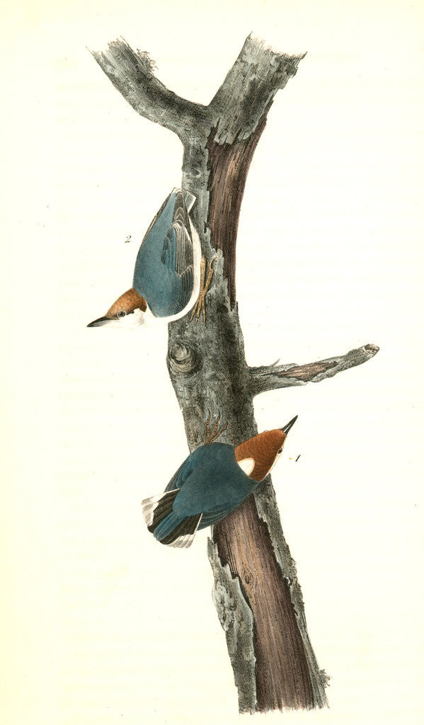 Detail of Brown-headed Nuthatch by John James Audubon