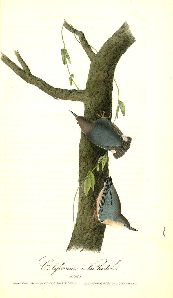 Detail of Californian Nuthatch. Adults by John James Audubon