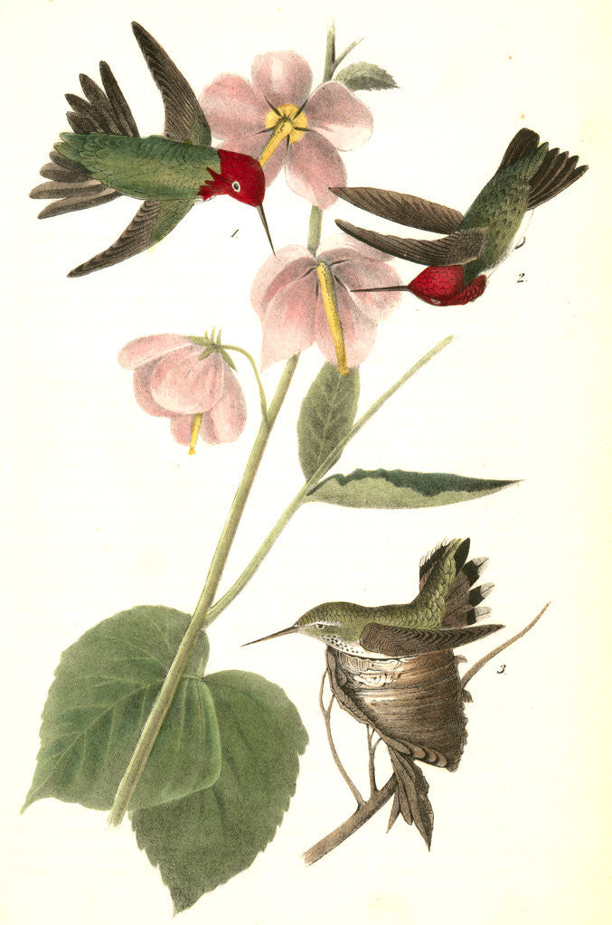 Detail of Anna Humming bird by John James Audubon