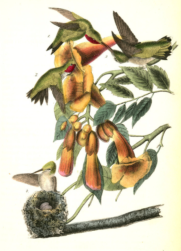 Detail of Ruby-throated Humming bird by John James Audubon