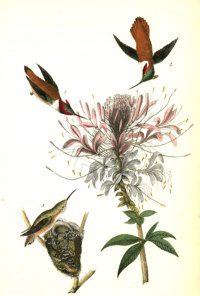 Detail of Ruff-necked Humming bird by John James Audubon