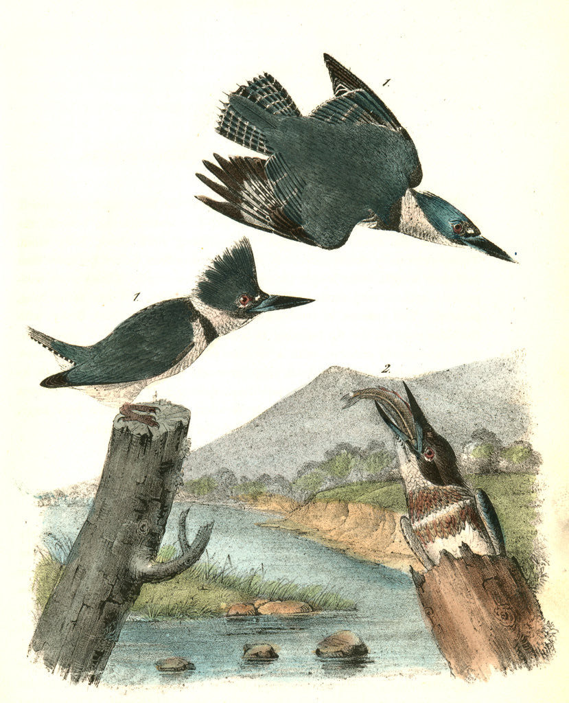 Detail of Belted Kingfisher by John James Audubon