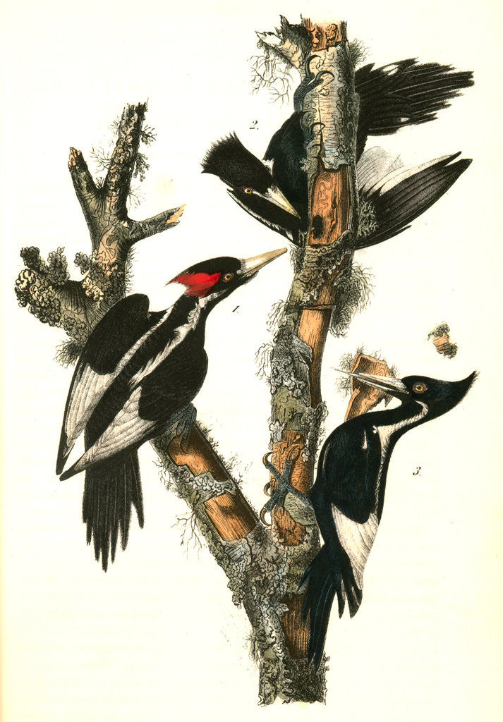 Detail of Ivory-billed Woodpecker by John James Audubon