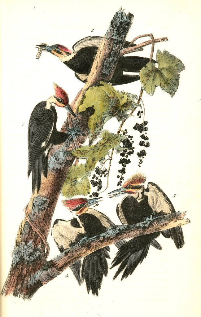 Detail of Pileated Woodpecker by John James Audubon