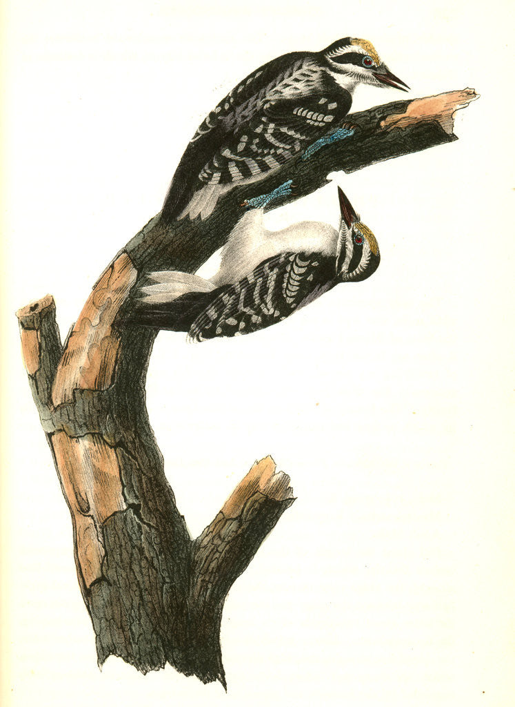 Detail of Phillips Woodpecker. Males by John James Audubon