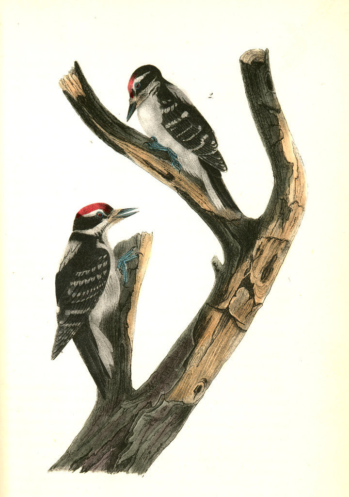 Detail of Maria's Woodpecker by John James Audubon