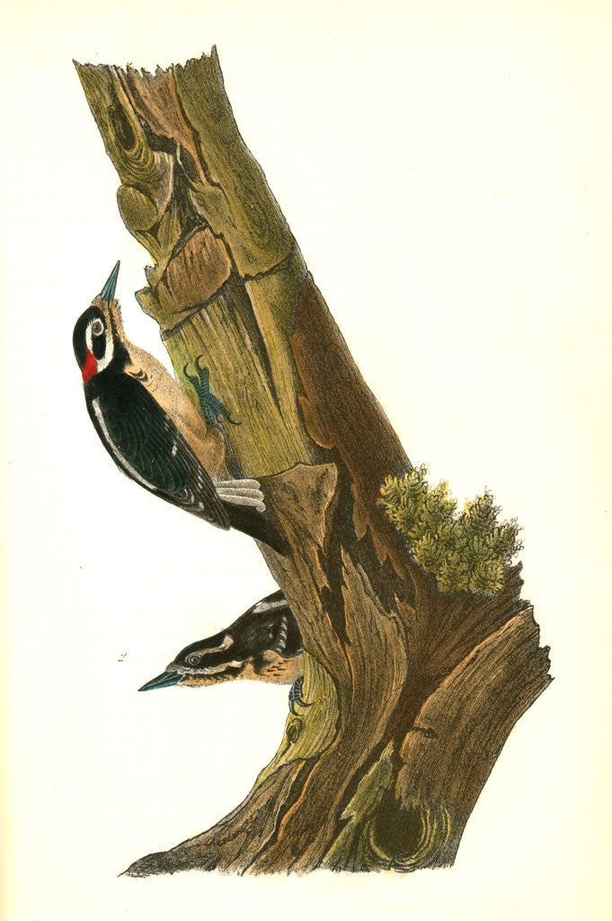 Detail of Harris's Woodpecker by John James Audubon
