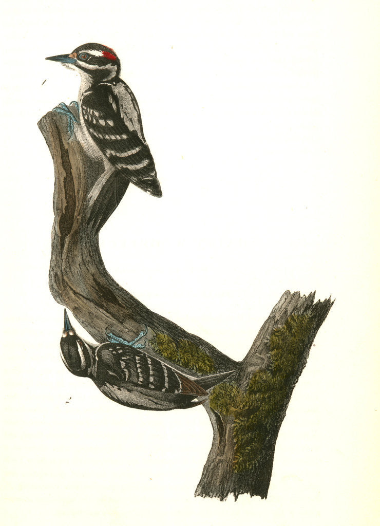 Detail of Hairy Woodpecker by John James Audubon