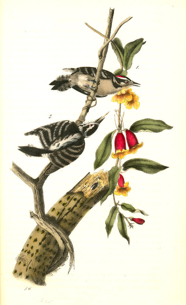 Detail of Downy Woodpecker by John James Audubon