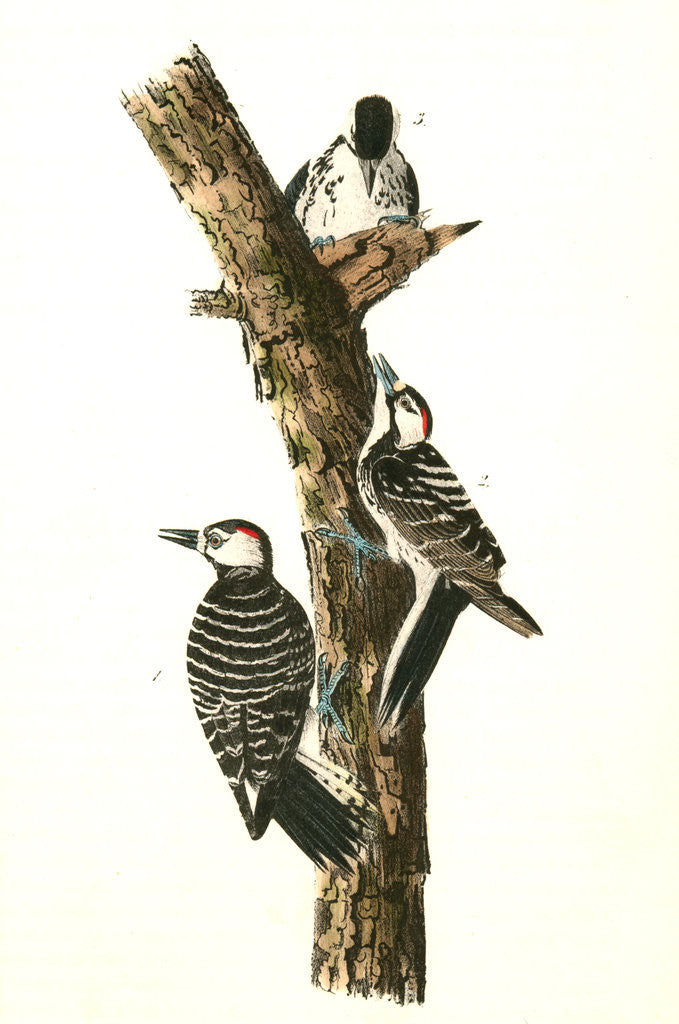 Detail of Red-cockaded Woodpecker by John James Audubon