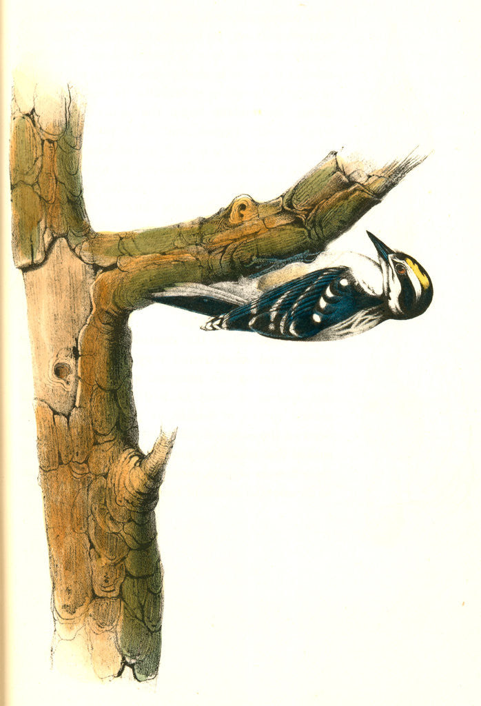 Detail of Audubon's Woodpecker. Male by John James Audubon