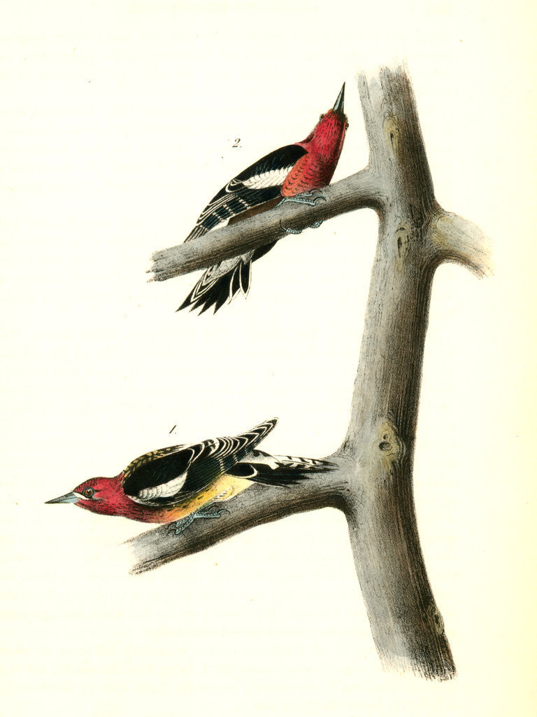 Detail of Red-breasted Woodpecker by John James Audubon