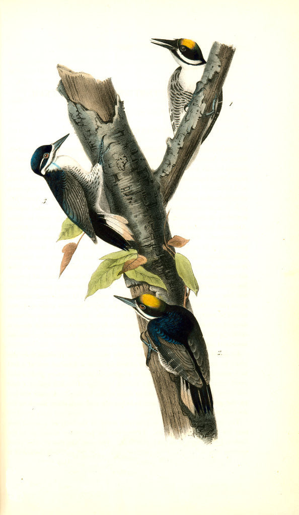 Detail of Arctic three-toed Woodpecker by John James Audubon