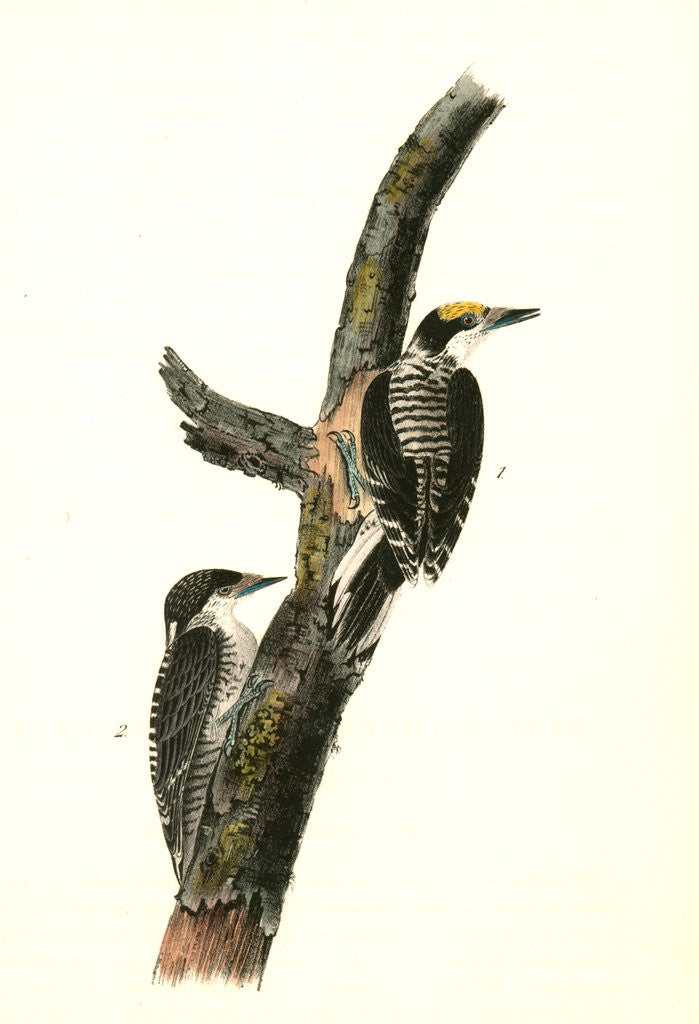 Detail of Banded three-toed Woodpecker by John James Audubon