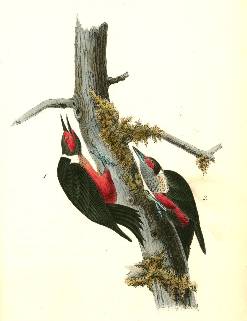 Detail of Lewi's Woodpecker by John James Audubon