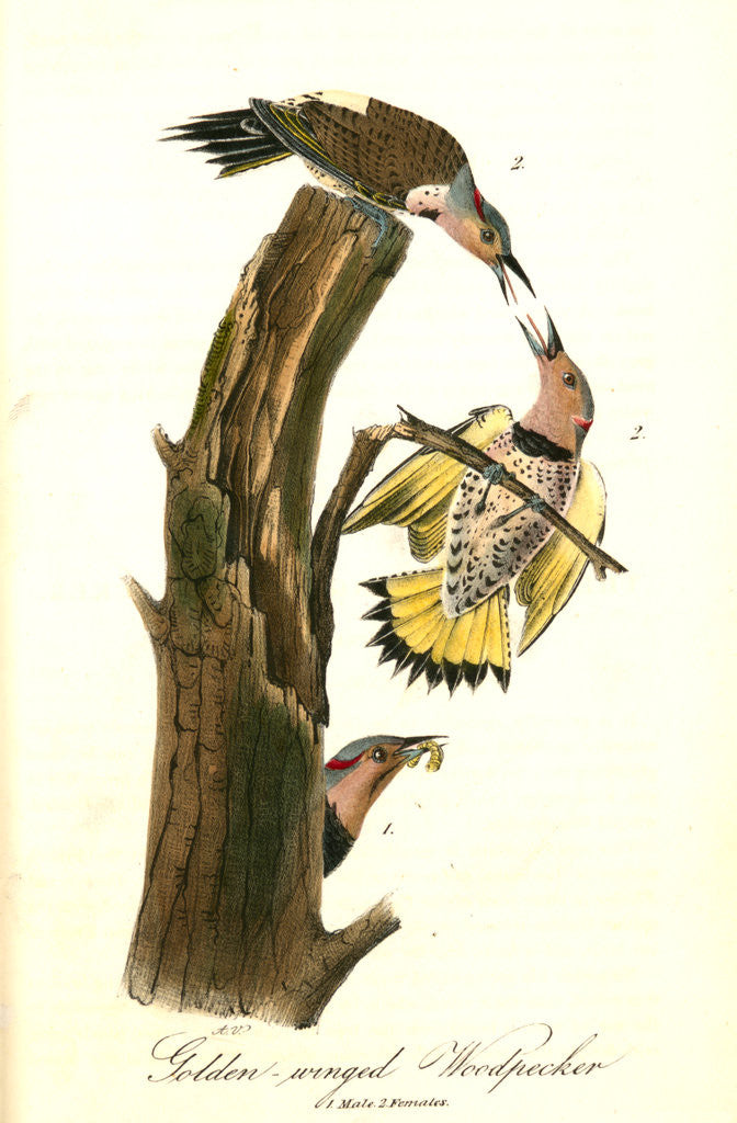 Detail of Golden-winged Woodpecker by John James Audubon