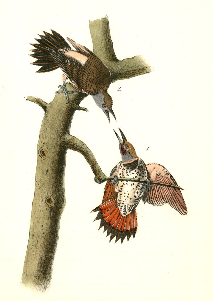 Detail of Red-shafted Woodpecker by John James Audubon