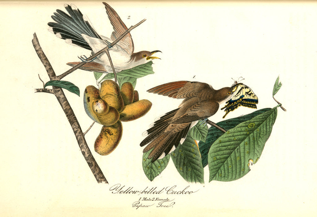 Detail of Yellow-billed Cuckoo by John James Audubon