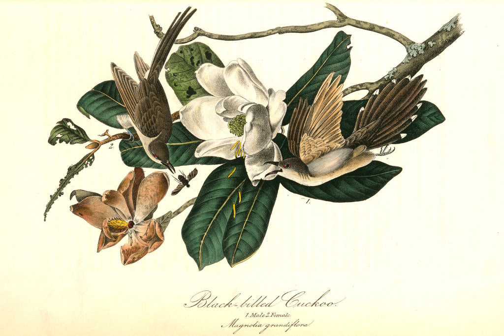 Detail of Black-billed Cuckoo by John James Audubon