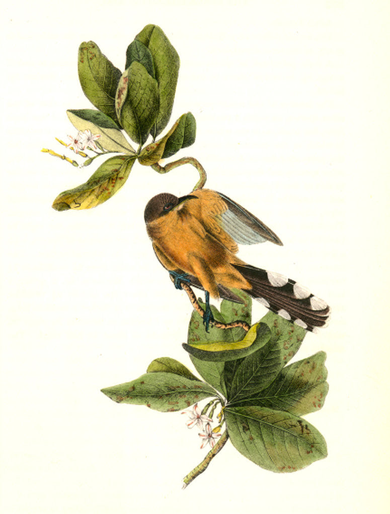 Detail of Mangrove Cuckoo. Male. (Seven years apple.) by John James Audubon