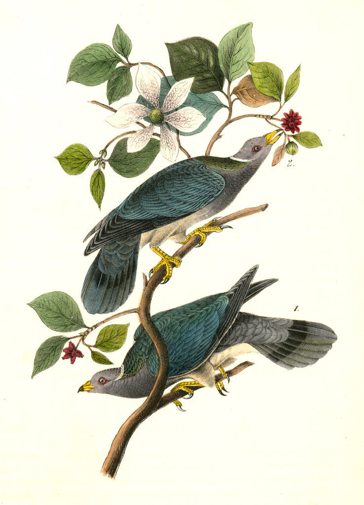 Detail of Band-tailed Dove, or Pigeon by John James Audubon