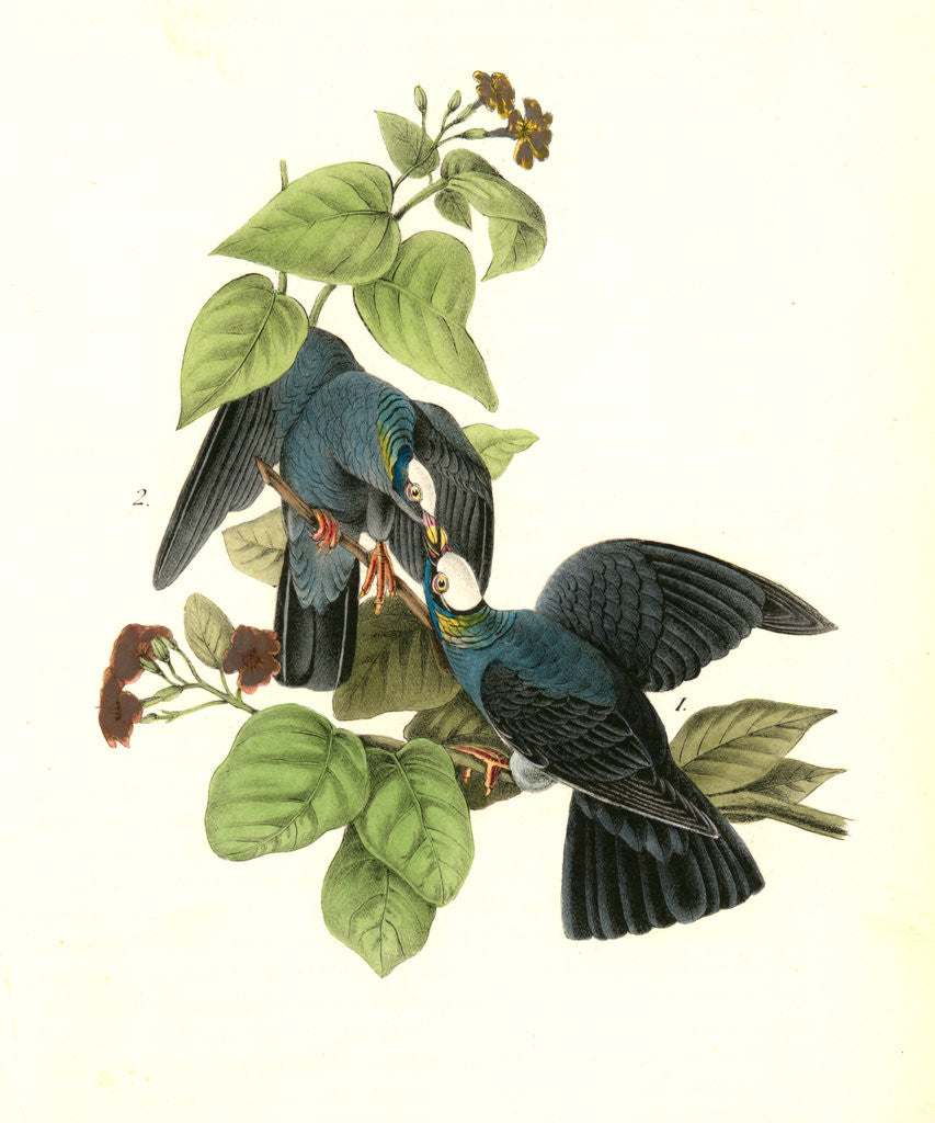 Detail of White-headed Dove, or Pigeon by John James Audubon