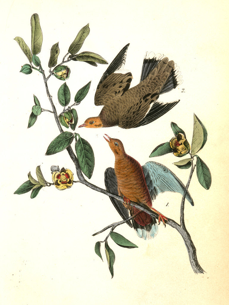 Detail of Zenaida Dove by John James Audubon