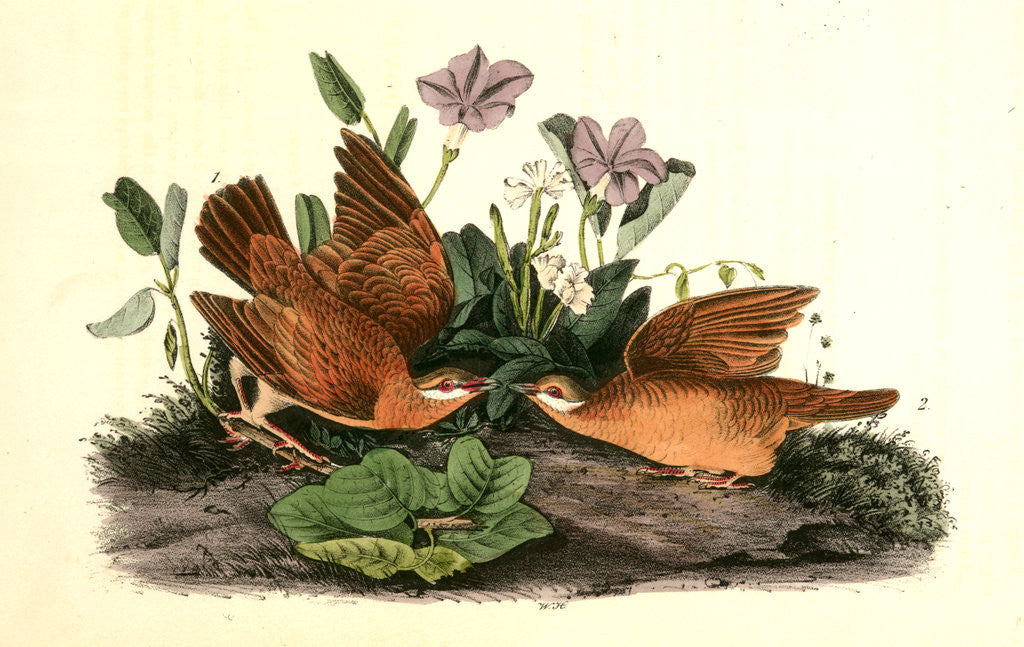 Detail of Key-West Dove by John James Audubon