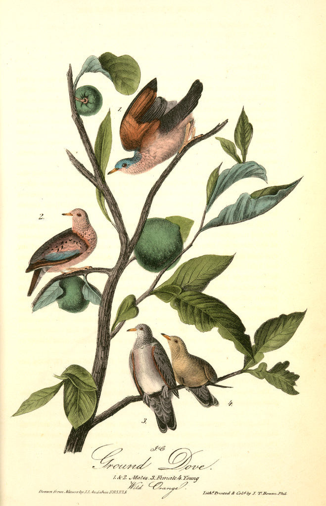 Detail of Ground Dove by John James Audubon