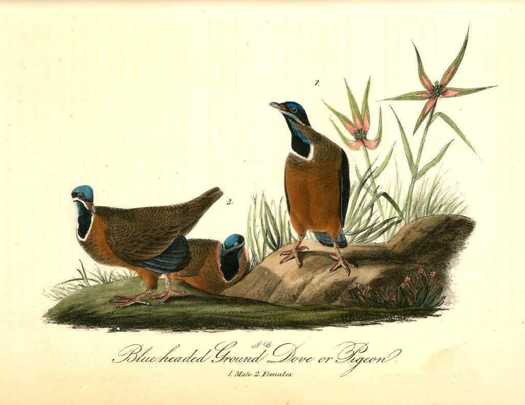 Detail of Blue-headed Ground Dove or Pigeon by John James Audubon