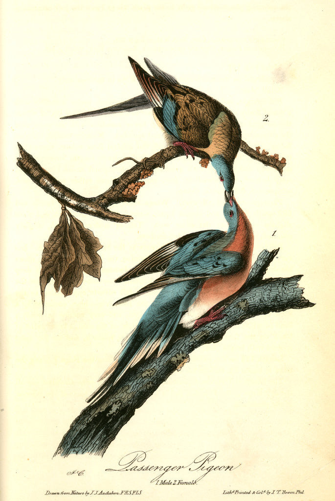 Detail of Passenger Pigeon by John James Audubon