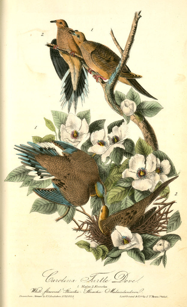 Detail of Carolina Turtle Dove by John James Audubon