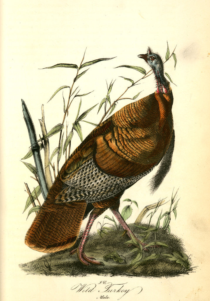 Detail of Wild Turkey. Male by John James Audubon