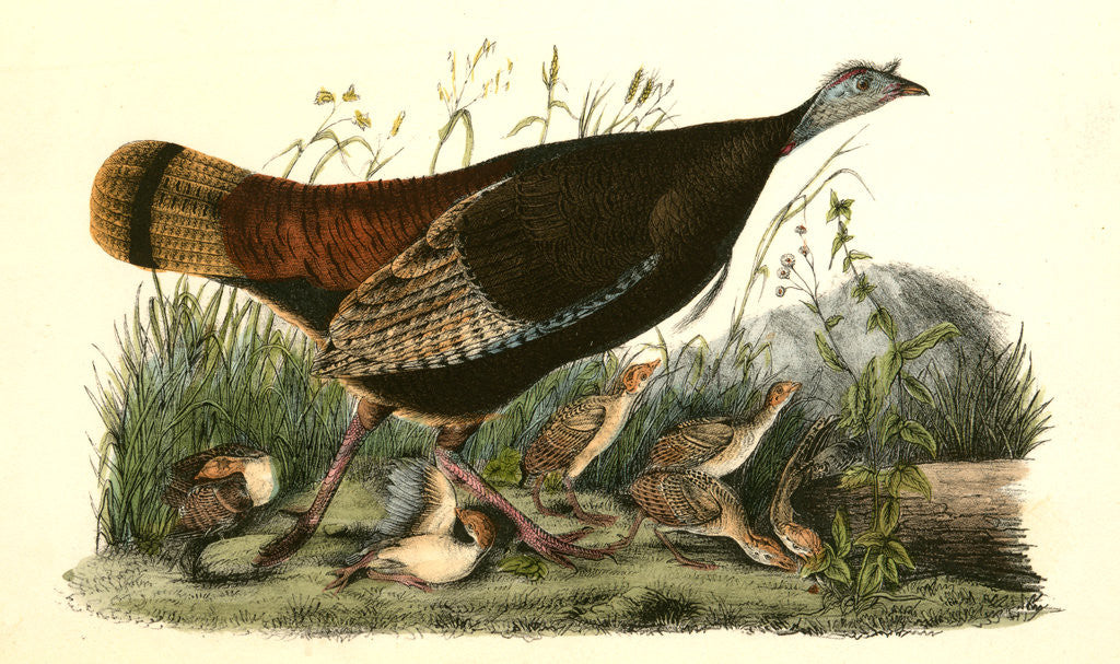 Detail of Wild Turkey. Female and Young by John James Audubon