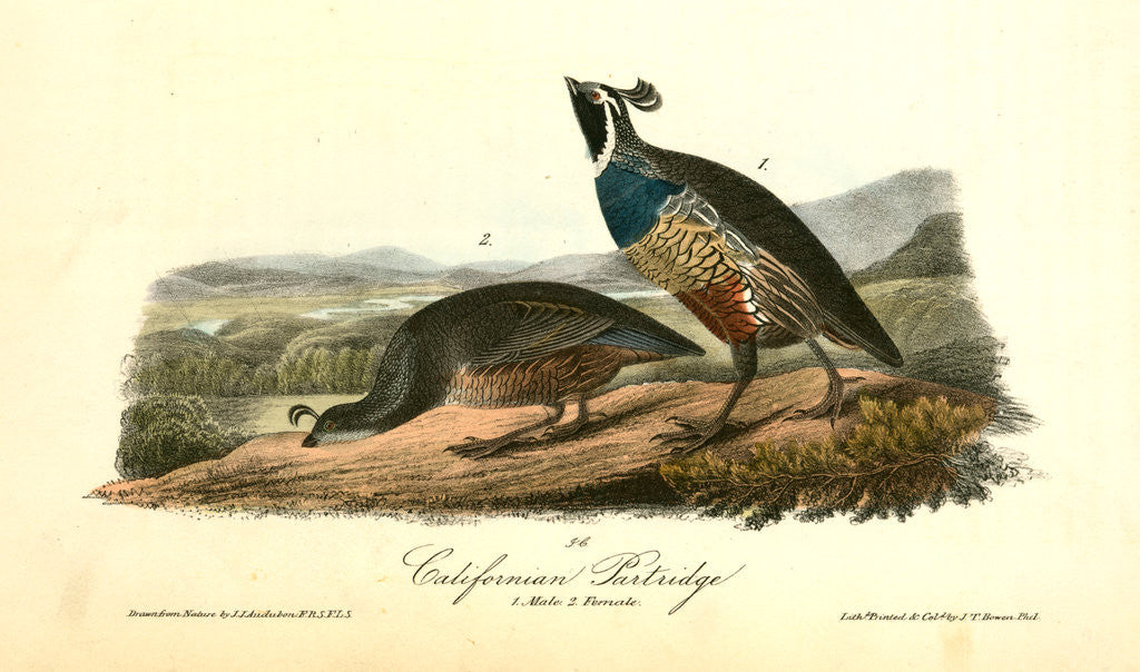 Detail of Californian Partridge by John James Audubon