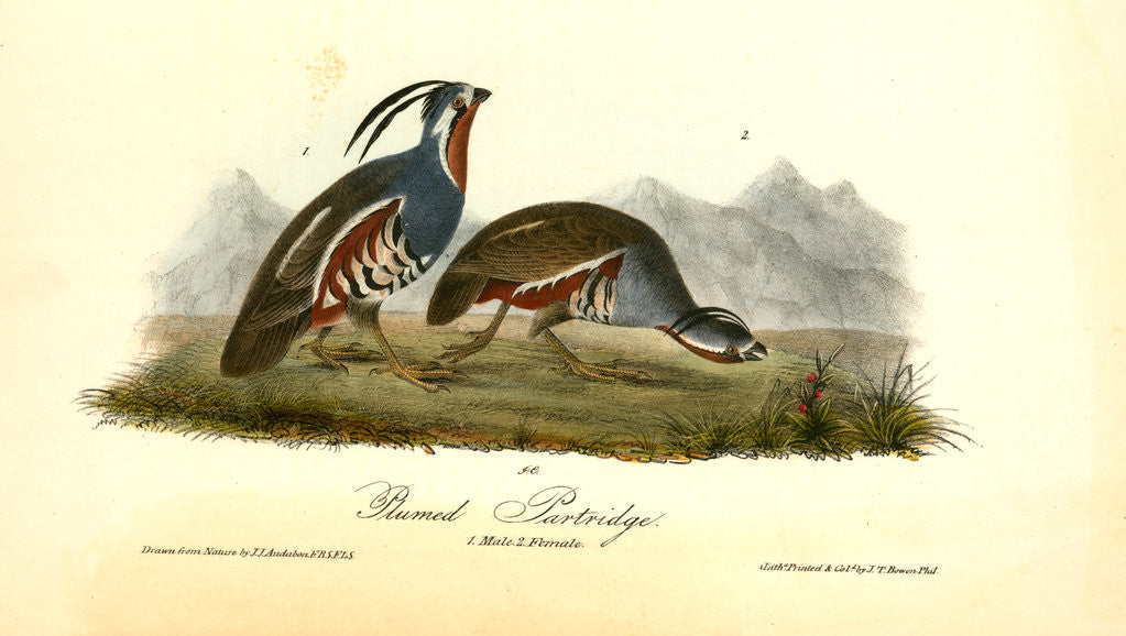 Detail of Plumed Partridge by John James Audubon