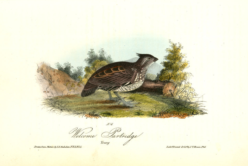 Detail of Welcome Partridge. Young by John James Audubon
