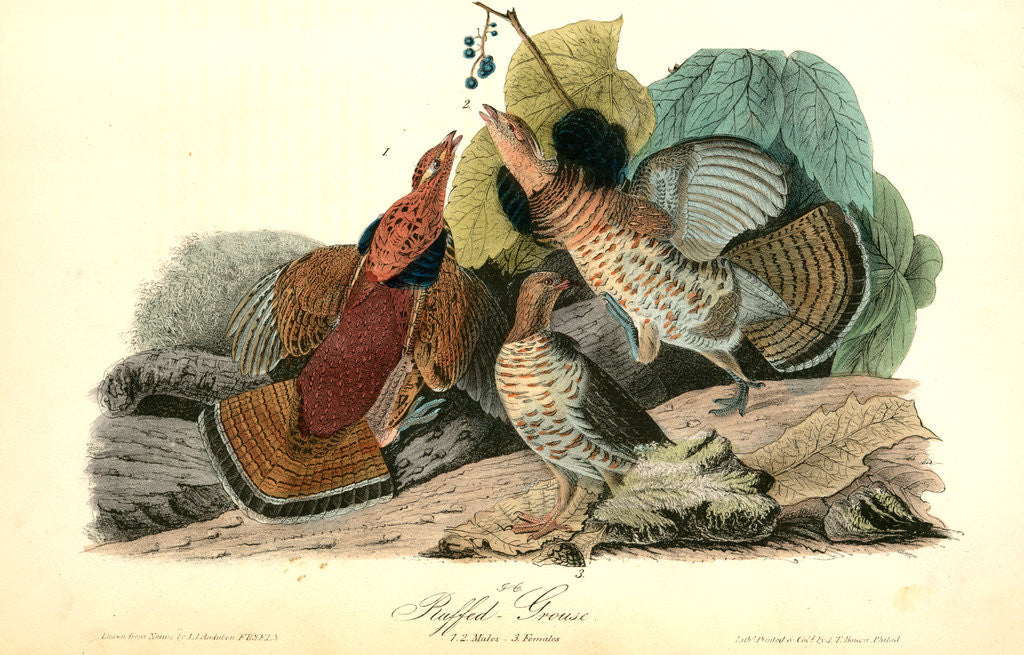 Detail of Ruffed Grouse by John James Audubon