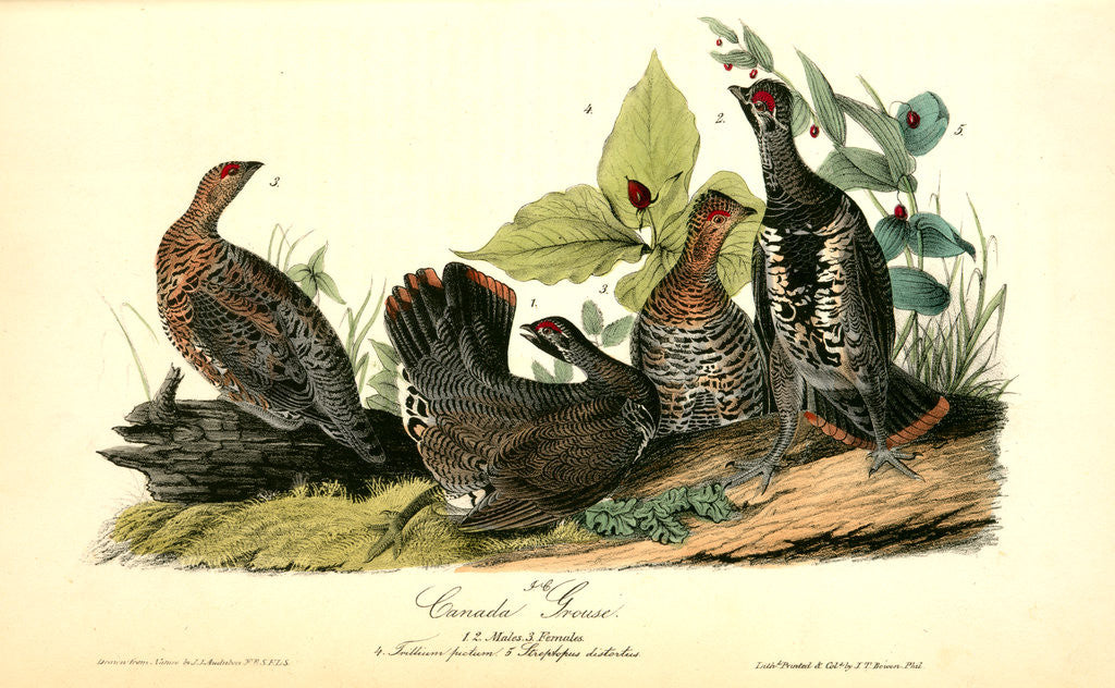 Detail of Canada Grouse by John James Audubon