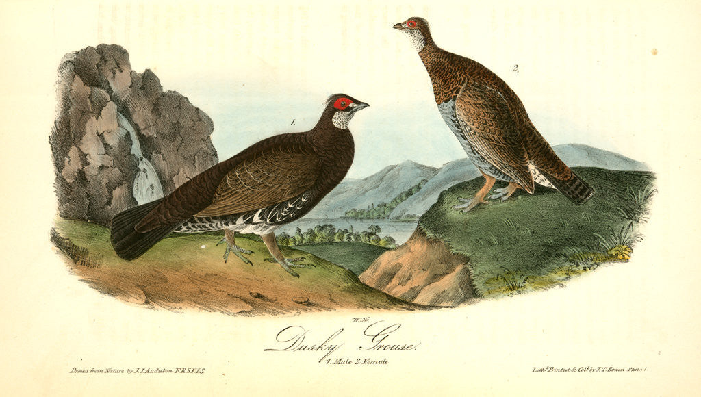 Detail of Dusky Grouse by John James Audubon