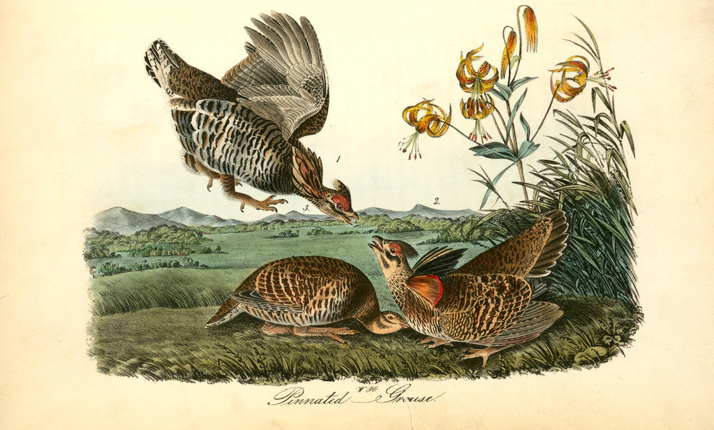 Detail of Pinnated Grouse by John James Audubon