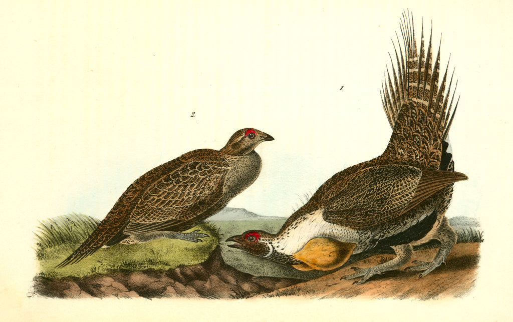 Detail of Cock of the Plains by John James Audubon