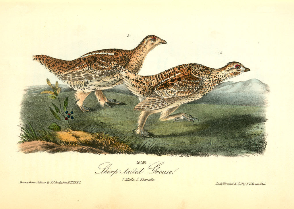Detail of Sharp-tailed Grouse by John James Audubon