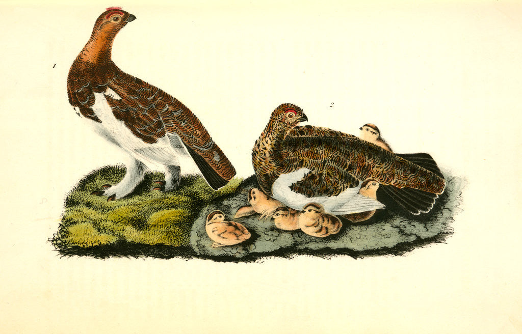 Detail of Willow Ptarmigan by John James Audubon
