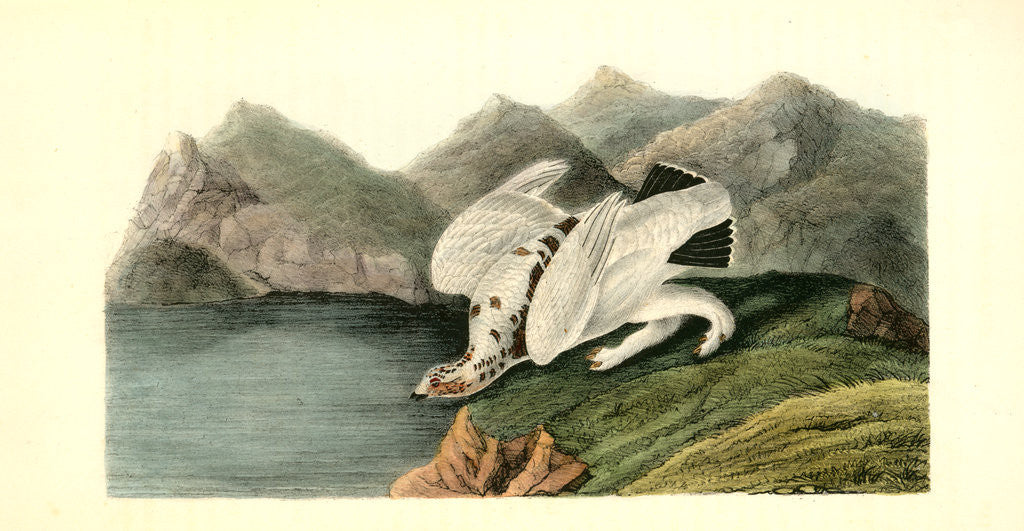 Detail of American Ptarmigan. Male by John James Audubon
